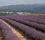 levandule v Provence