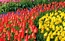 ikona Keukenhof