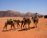 Wadi Rum - velbloud karavana