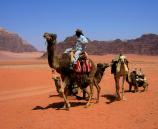 Wadi Rum - velbloudi v pouti